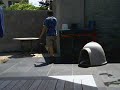 Small Portuguese Podengo doing 2 of his many tricks