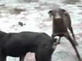 MyxSwat - Re tierno, Doberman (Son hermosos)