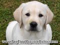 Dog Food Ingredients Dog Food Ingredients