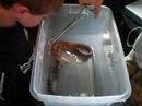Homeschool Snake Presentation