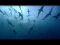 Thousands of sharks visit a sea mount - Blue Planet: A Natural History of the Oceans - BBC