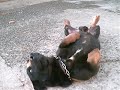 uiske pintado aki no barraco