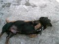 uiske pintado aki no barraco