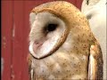 Fermilab re-introduces barn owls on site