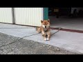 Click here to watch this video 柴犬