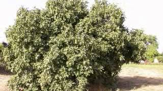 كفر سابا - طولكرم كفر سابا - طولكرم