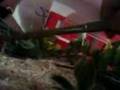 feeding the reptiles