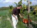 Picking Pinot Grapes on Seneca Lake