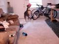 videos de Buns and Mister Pig