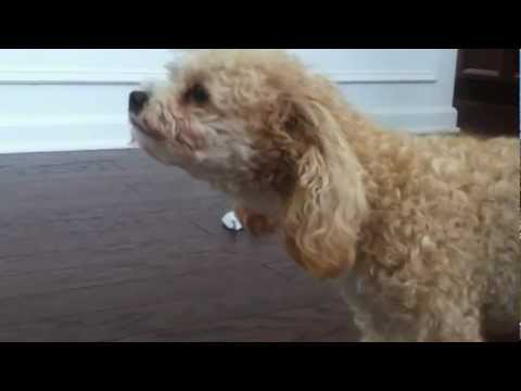 how to relieve reverse sneezing