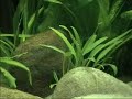 biosphere tropical fish tank plants aquarium music biosphere tropical fish tank plants aquarium music