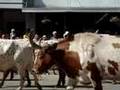 Great American Cattle Drive