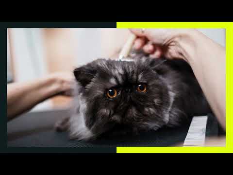 Mobile Pet Grooming in Dublin CA | Call Now (800) 270-1365