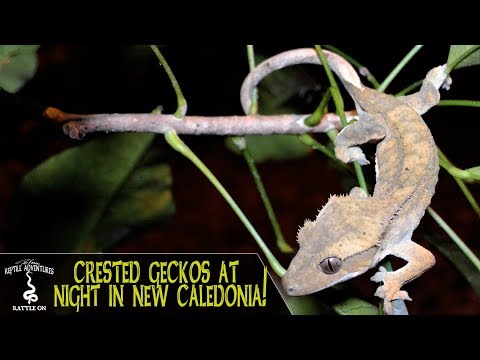 YouTube reptile video