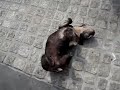 Cachorro maluco em Amsterdam...