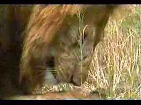 Lion infanticide 2