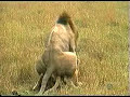 Lion infanticide 2 Lion infanticide 2