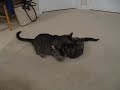 Kitty vs. Kitty