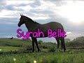 Syrah Belle;; introduce to my horse