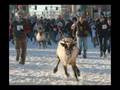 Running with the Reindeer