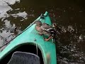 Wilde eend met 7 pullen.  Mallard with 7 ducklings