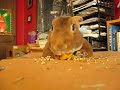 Bunny Snarfing Machine