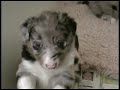 BORDER COLLIE PUPPIES BORDER COLLIE PUPPIES