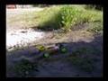 eZRun Sport Brushless System