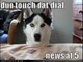 loldogs