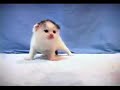 かわいい猫動画