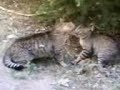 Metu the Cats' Fight