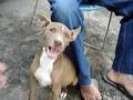 canela.una perrita brava