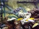 frontosa, african cichlids