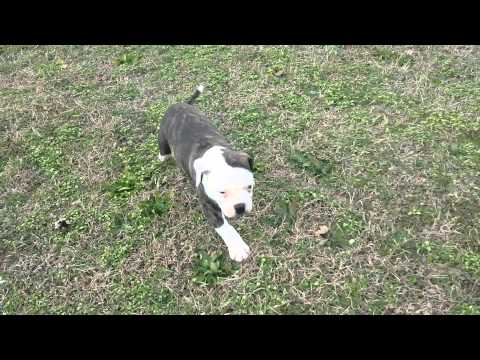 Axel running around!
