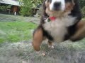 Asti Chases the Camera