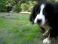 Asti Chases the Camera