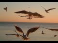 New Age Music Nº16 : Dan Gibson - Fur Elise New Age Music Nº16 : Dan Gibson - Fur Elise