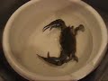 A and E adventures fishing and ChefBillcooks a blue crab A and E adventures fishing and ChefBillcooks a blue crab