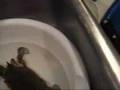 A and E adventures fishing and ChefBillcooks a blue crab
