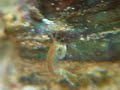 Amphipod 2