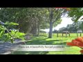 Ballina Real Estate: Hightrees Coffee Plantation, Dalwood