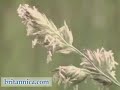 Naturmangfold - pollinering