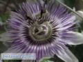 Plant Reproduction: Methods of Pollination