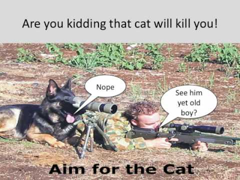 Cat Wars PowerPoint