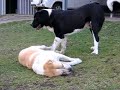 Central Asian Shepherd males, father and son, wrestling