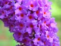 MEDITATION ON LOVE - FALLING IN LOVE