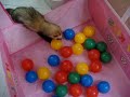 ferret dancing ferret dancing
