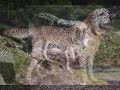 mes aniamux à moi