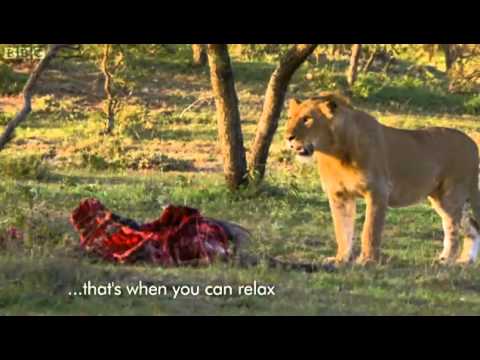 Men Stealing Food From Lions