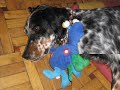 Pancho, setter adoptado en Ser�n el 29 de abril de 2006 (II)